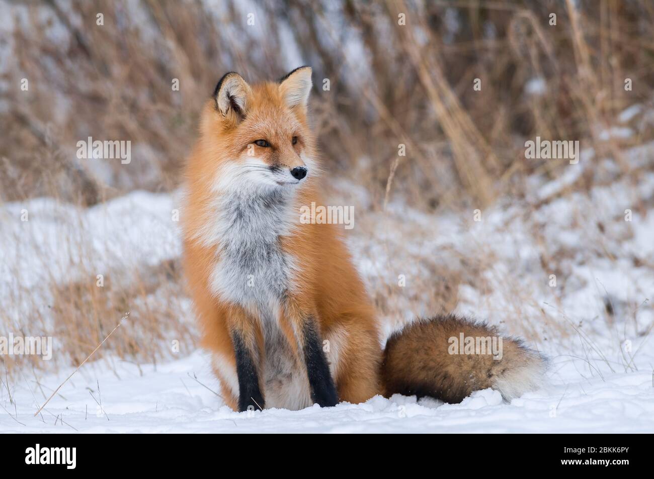 Volpe rossa adulta (vulpes vulpes), inverno, Nord America, di Dominique Braud/Dembinsky Photo Assoc Foto Stock