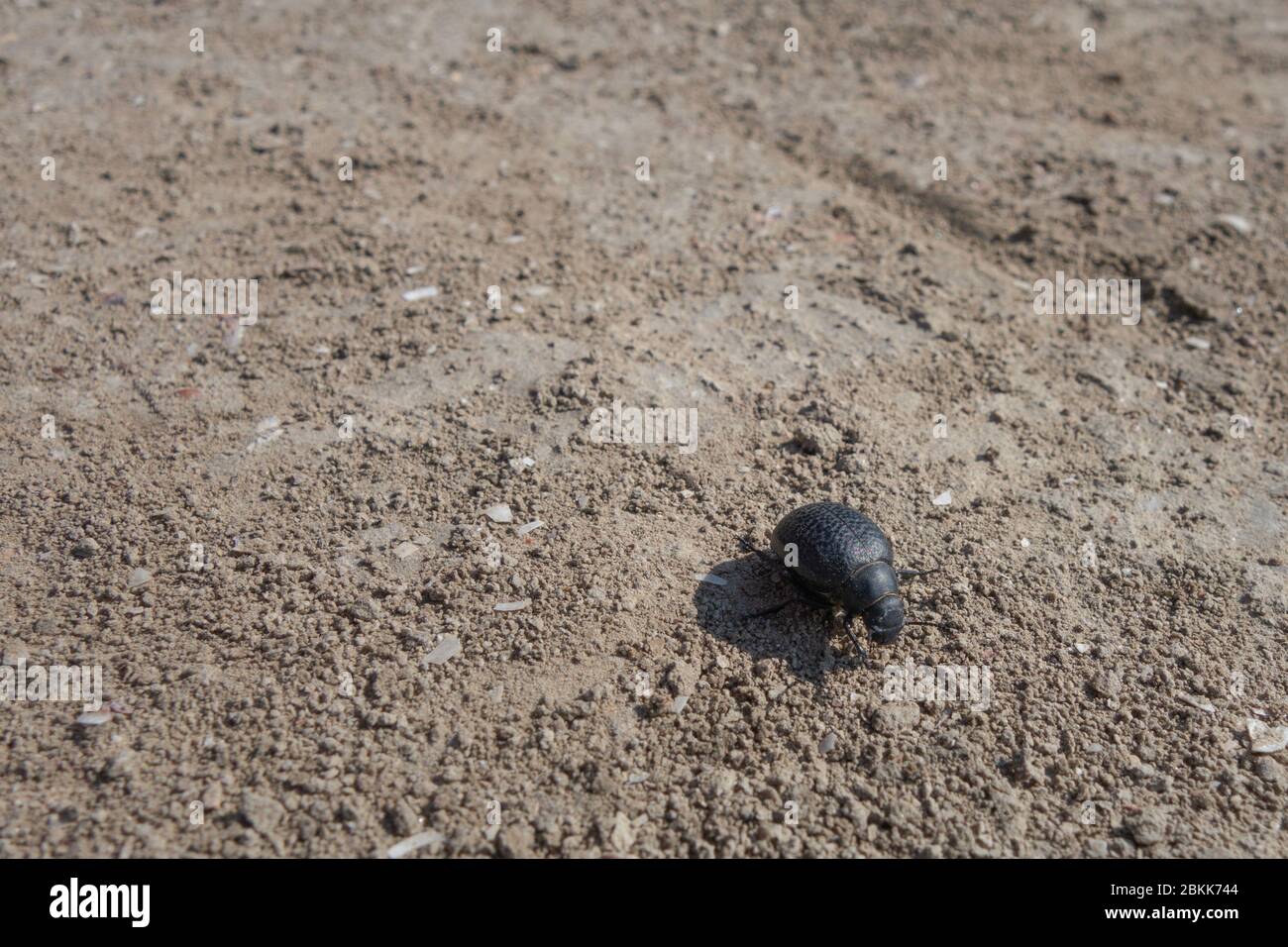 Un grande scarabeo nero striscia sulla sabbia in natura. Foto Stock