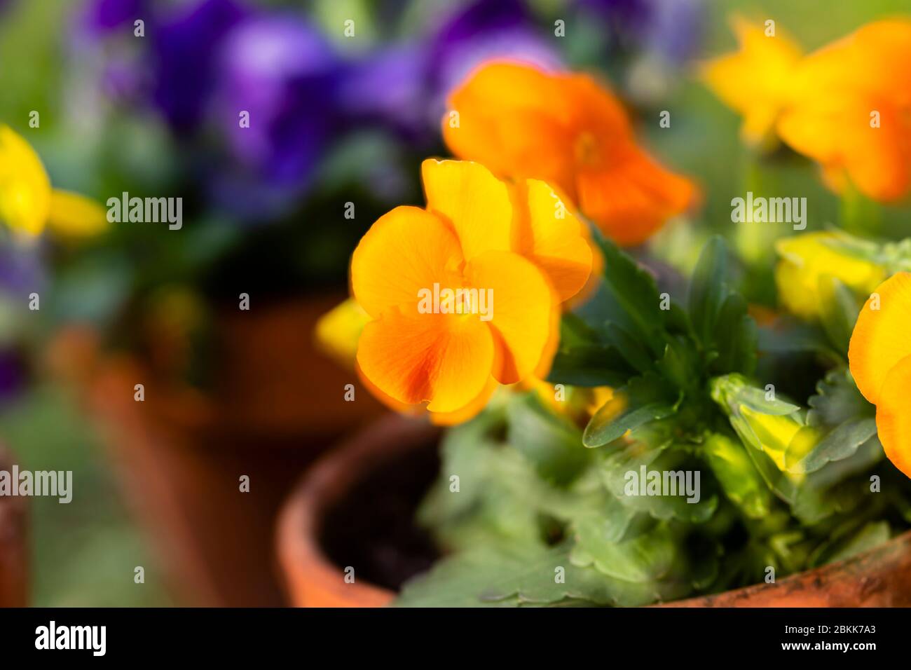 Pansy cornuto, cornuta Viola Foto Stock