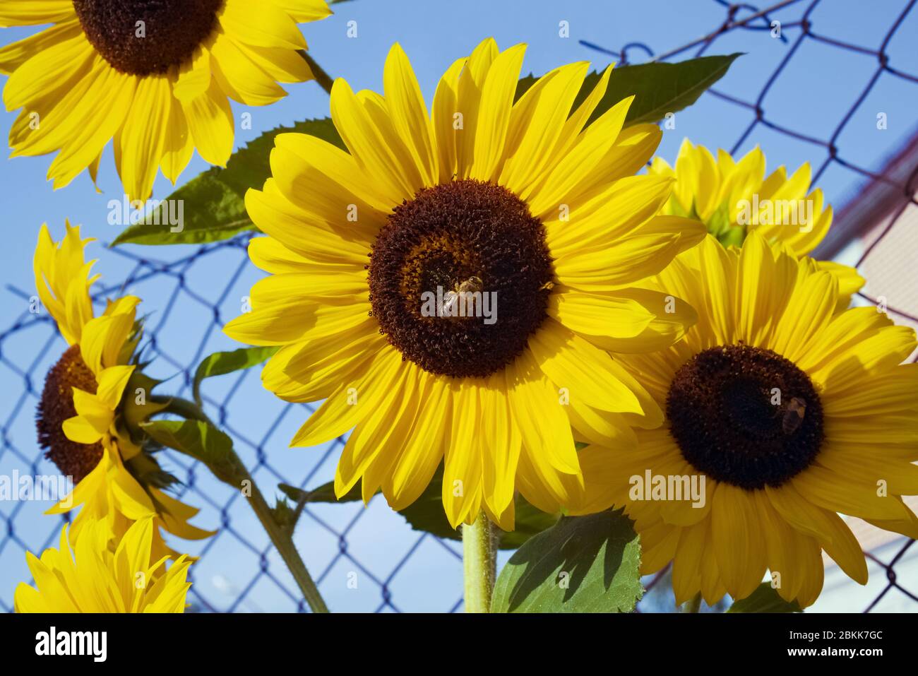 Girasoli gialli ornamentali su sfondo cielo blu in crescita in giardino, api raccolta polline dai fiori Foto Stock