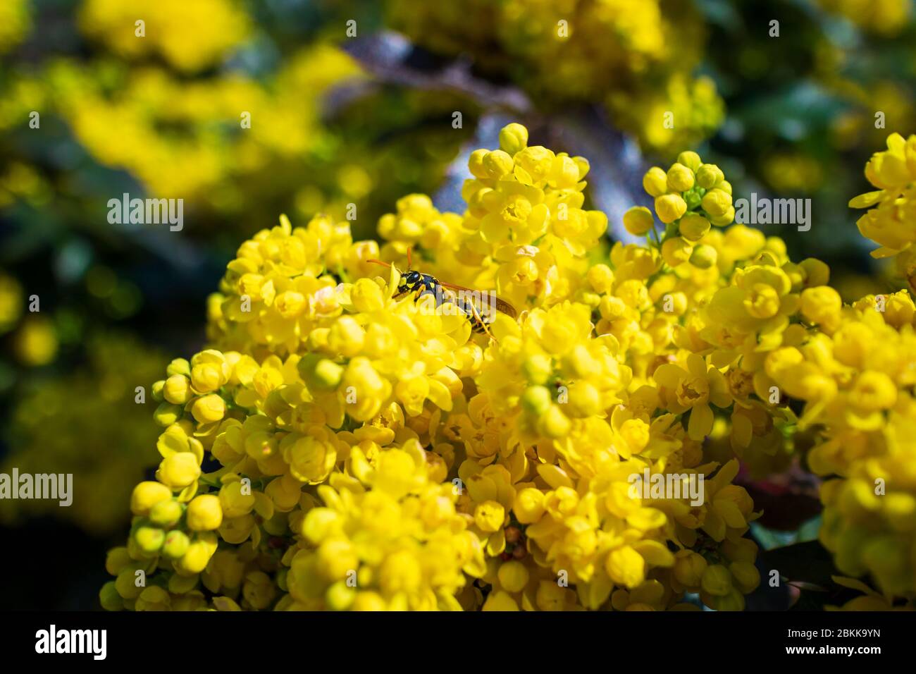 Vespa europea comune Vespola vulgaris posa su un fiore Foto Stock