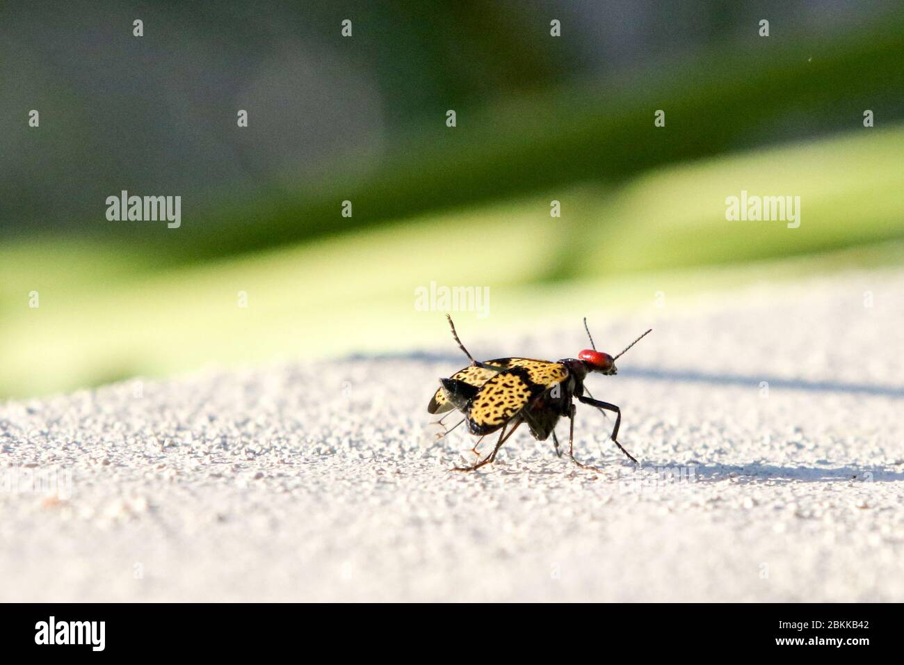 Iron Cross Blister Beetle, Mesa, Arizona Foto Stock