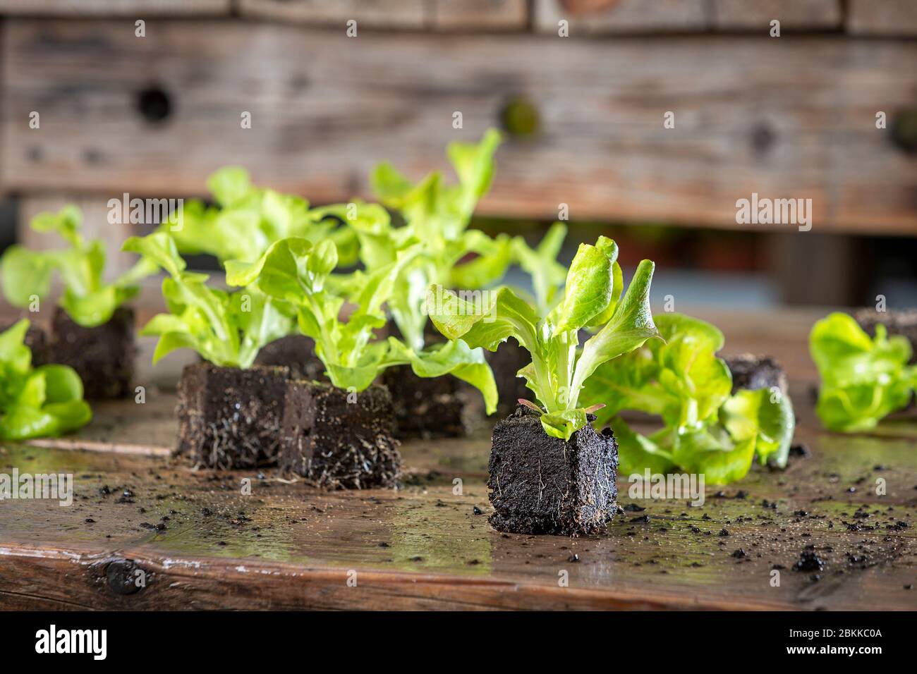 Primo piano di giovani insalate, lattuga pianta in giardino centro Foto Stock