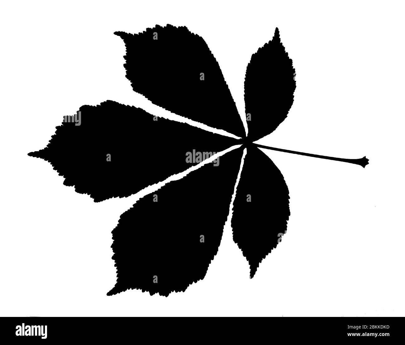 Foglia di castagno astratto Immagini senza sfondo e Foto Stock ritagliate - Alamy