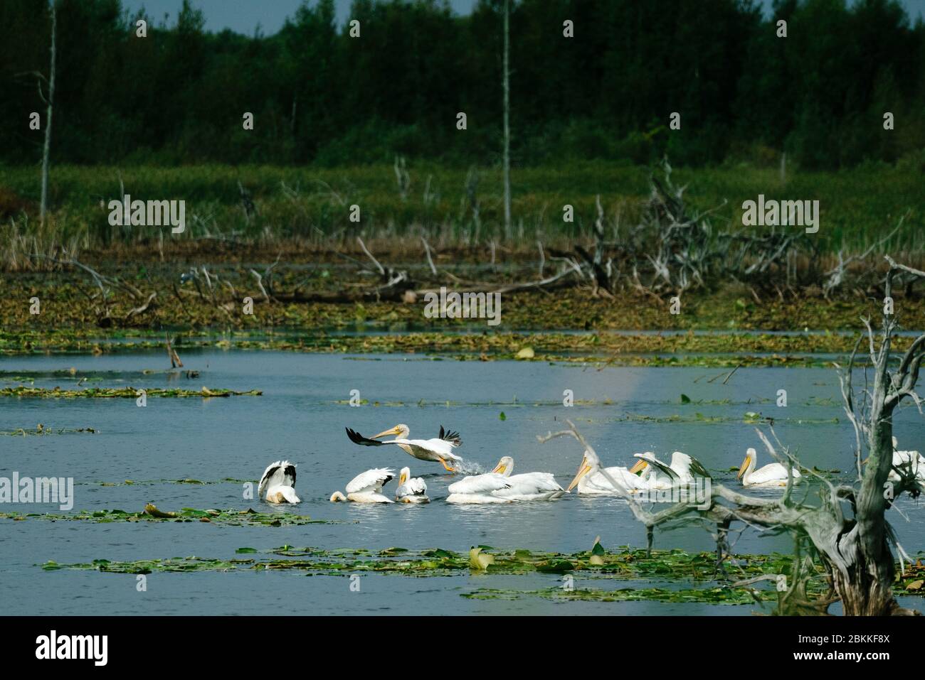 Ampia vista di un gruppo di pellicani bianchi americani Uno stagno del Minnesota Foto Stock