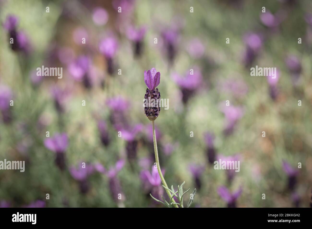 Primo piano del campo di lavanda francese Foto Stock