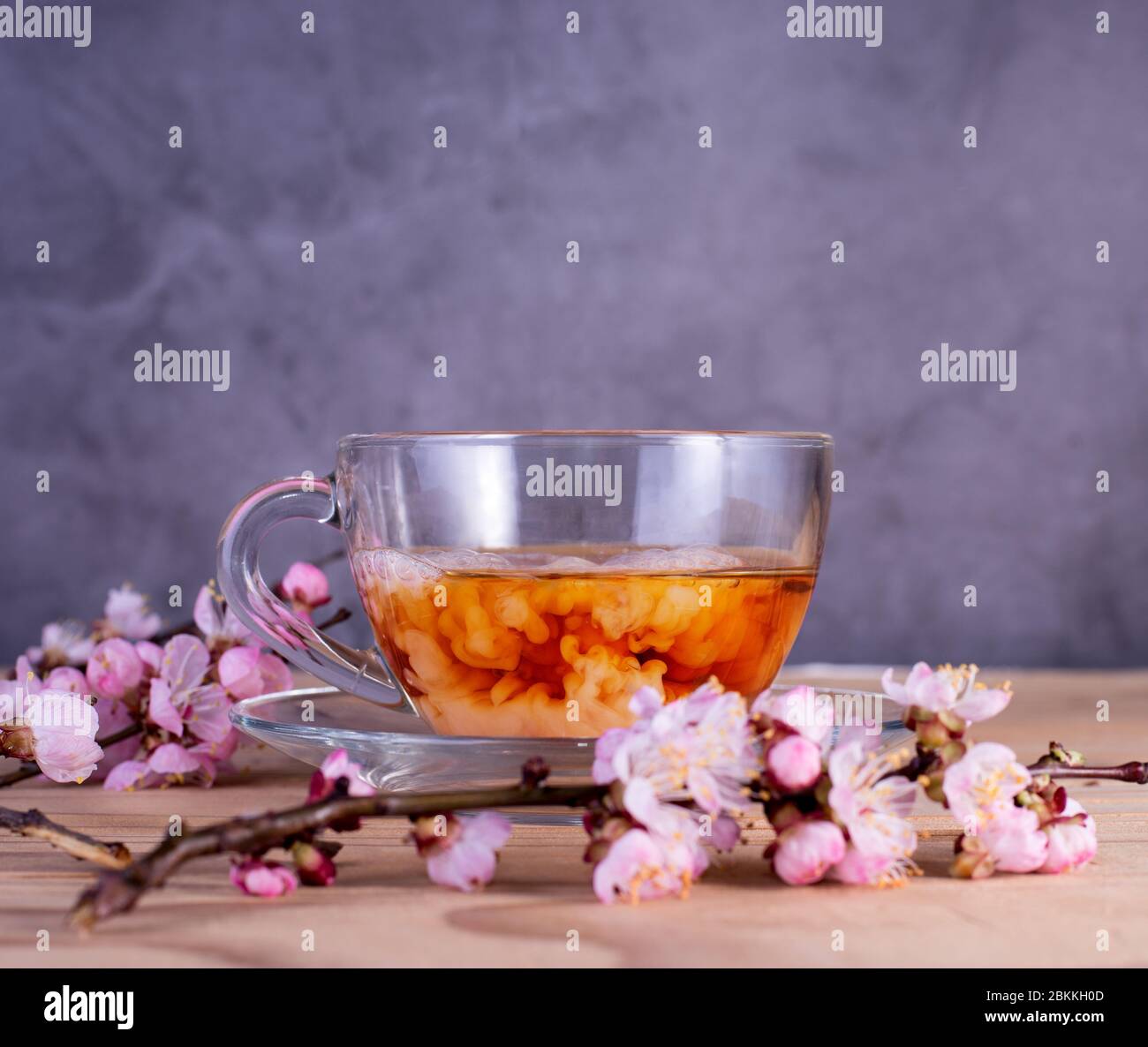 Bicchiere di tè con latte tra i rami in fiore dell'albicocca. Drink per colazione all'inglese. Foto Stock