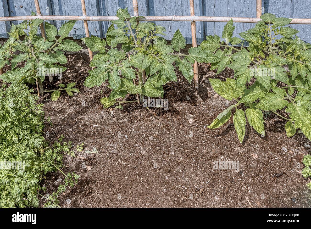 Piante di Chervil e pomodoro che crescono il trellis sulla parete di legno grigia, Frederikssund, Danimarca. 2 maggio 2020 Foto Stock