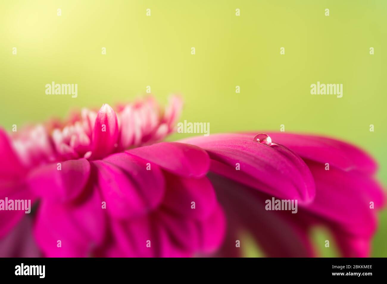 Primo piano di una goccia d'acqua su un fiore rosa gerber Foto Stock