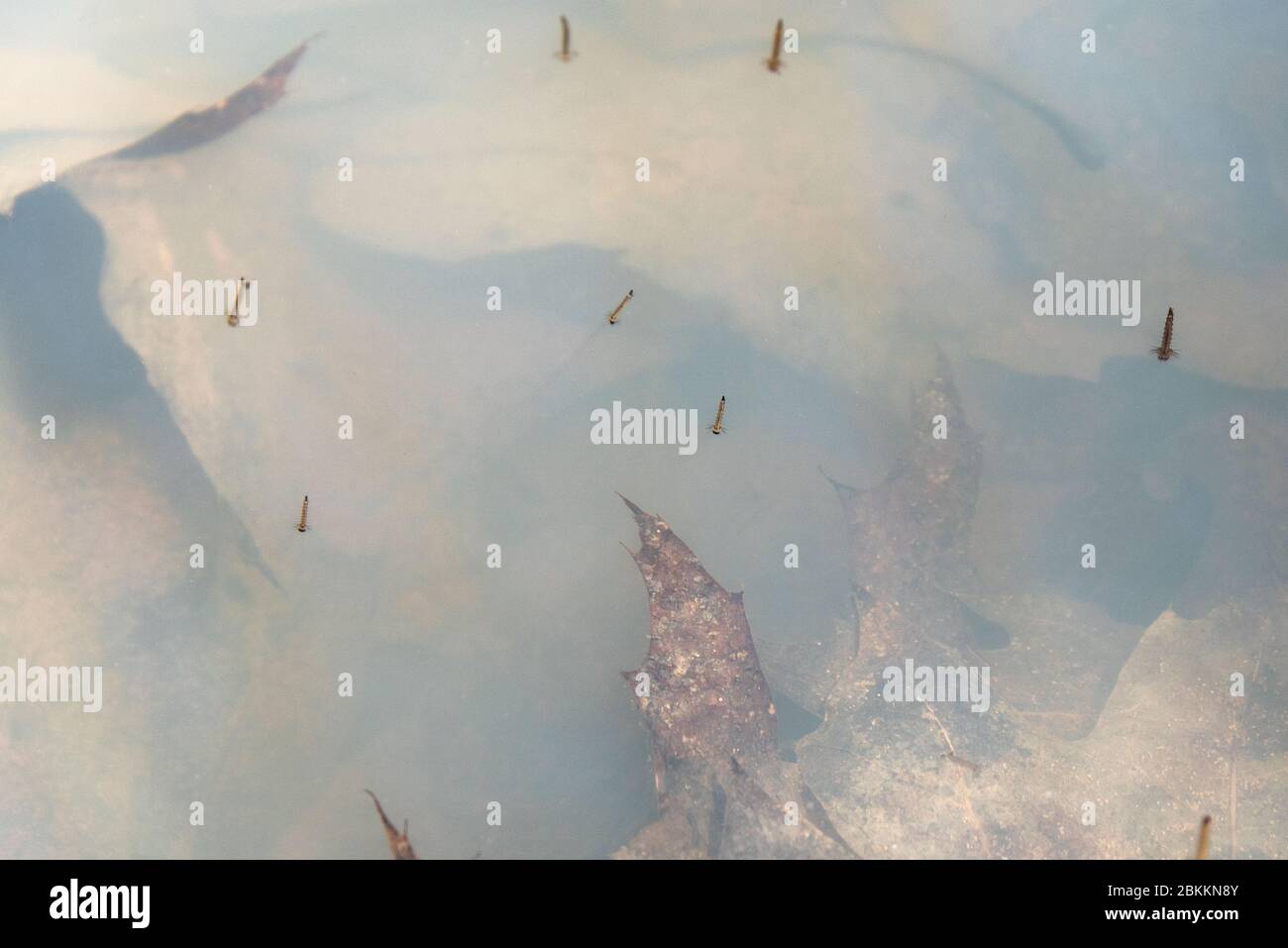Larve di zanzara in una piscina di bosco effimera, Parco Nazionale di Acadia, Bar Harbor, Maine Foto Stock