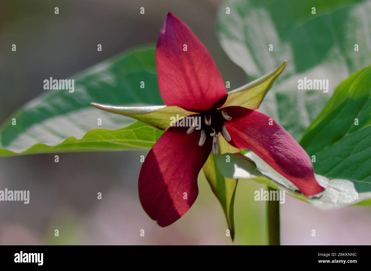Il Trillium rosso (Trillium erectum) è una pianta fiorita della famiglia delle Melanthiaceae, originaria degli Stati Uniti orientali e del Canada orientale Foto Stock