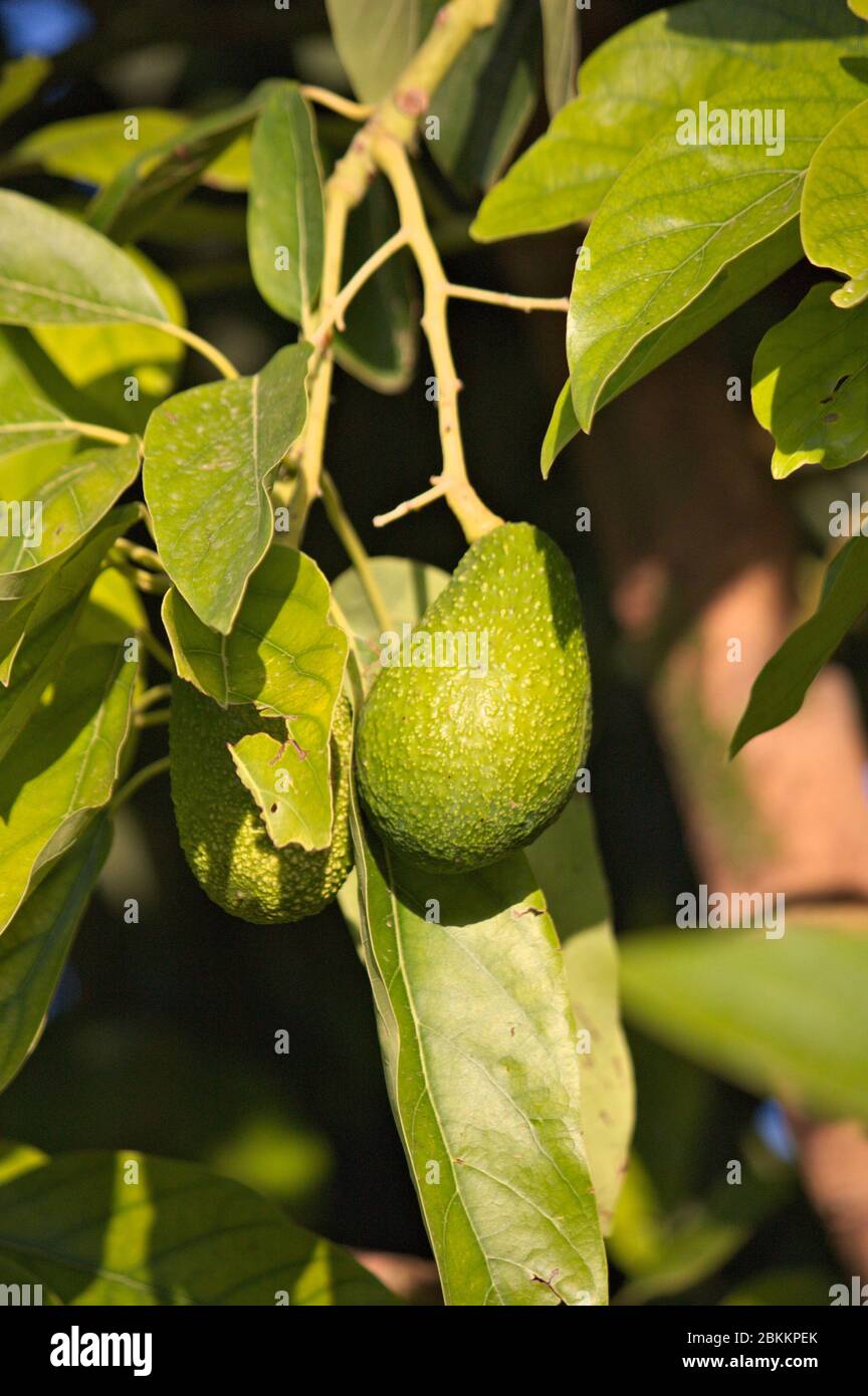 Avocado illuminato ai raggi di un pomeriggio estivo mentre continuano a crescere sull'albero Foto Stock