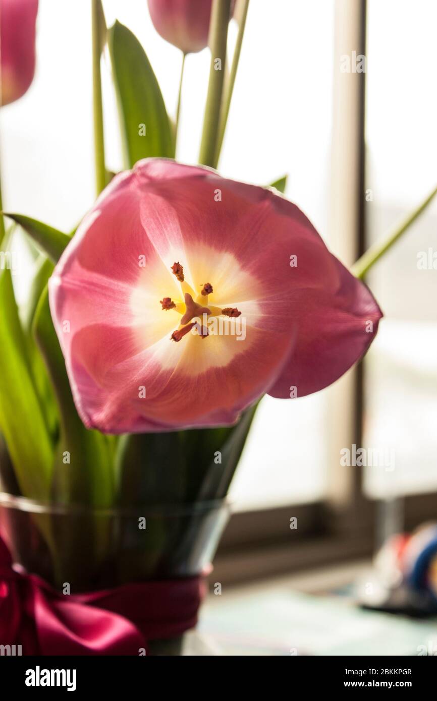 Tulipano fiore elegante e semplice Foto Stock