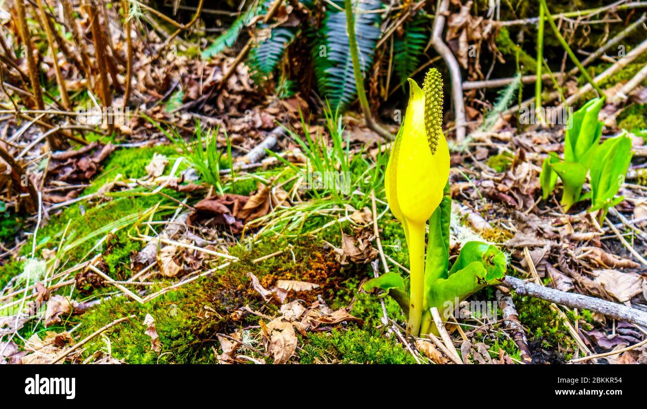 Il fiore giallo del Western Skunk Cabbage nella Upper Squamish Valley nella British Columbia, Canada Foto Stock