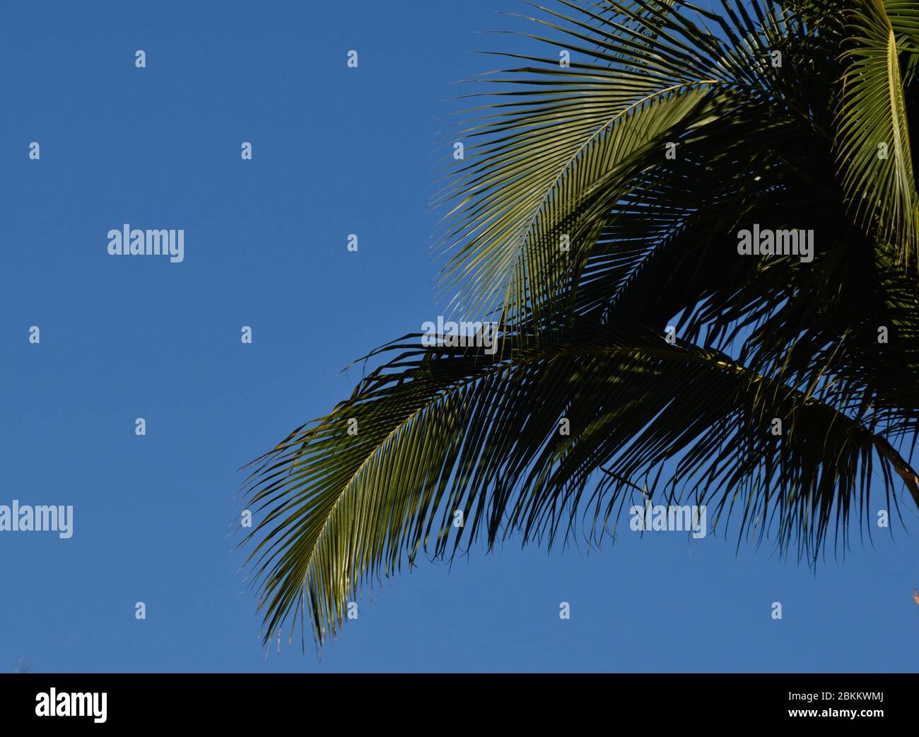 L'albero delle palme lascia sullo sfondo blu del cielo Foto Stock