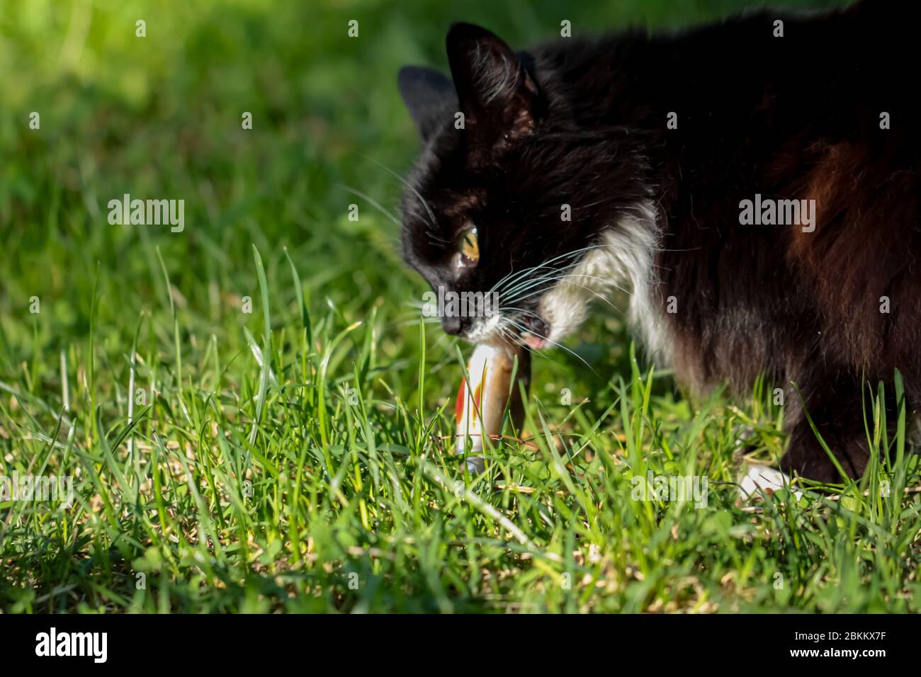 Gatto nero mangiare pesce fresco sull'erba Foto Stock