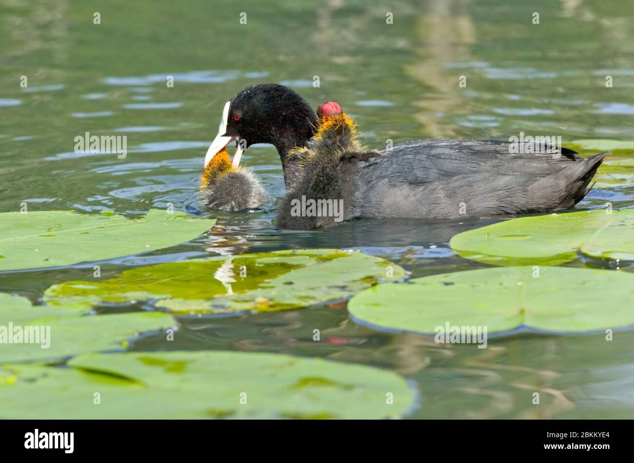 Blaesshuehner, Kueken und Mutter im Wasser, (Fulica atra), Foto Stock