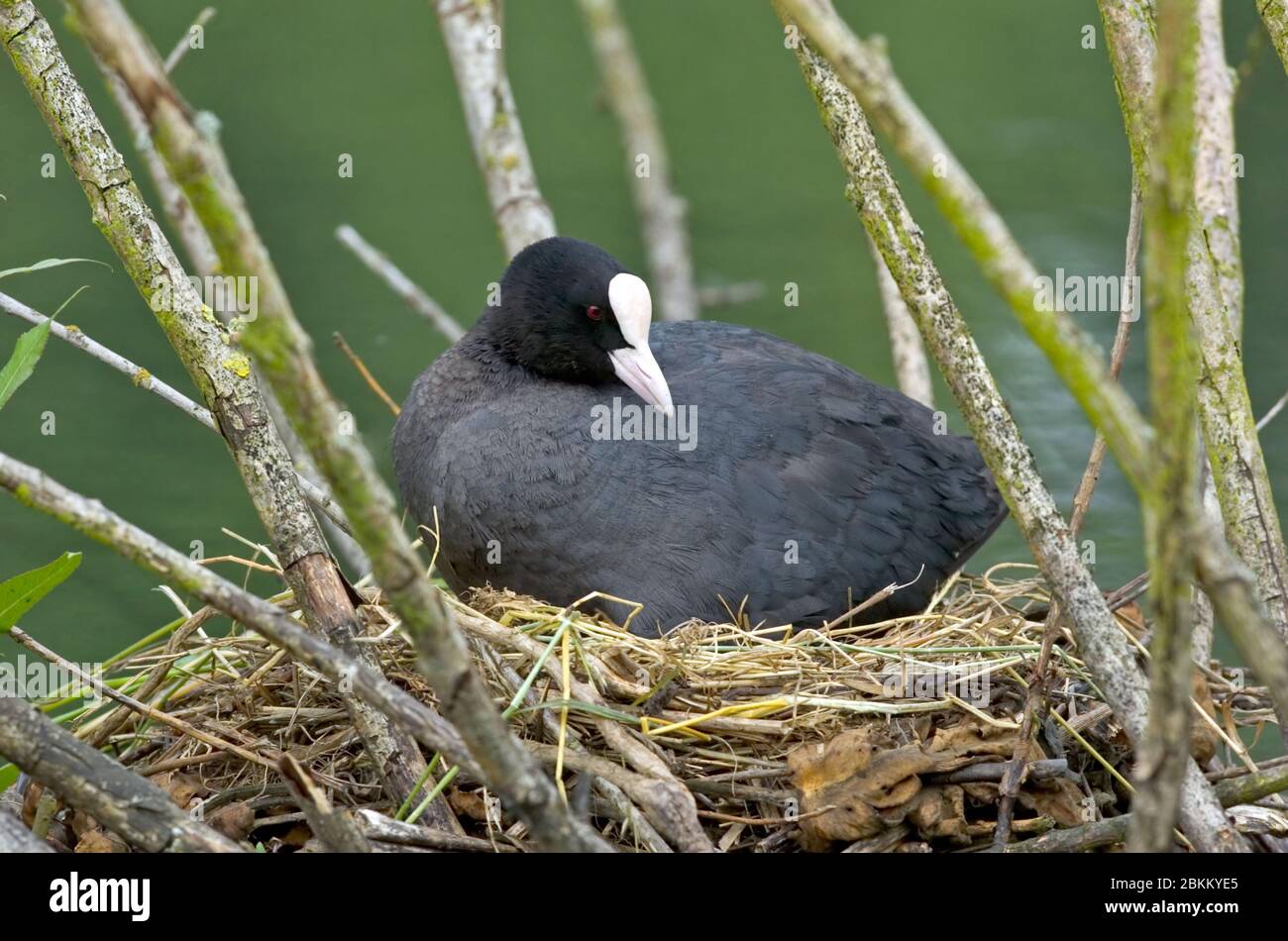 Blaesshuhn auf dem Nest, (Fulica ata), Foto Stock