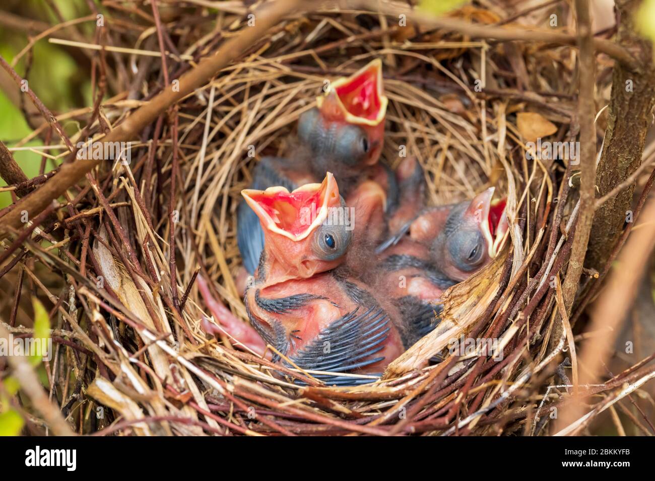 Piccoli pulcini in nido, Cardinali del Nord, Cardinalis Cardinalis Foto Stock
