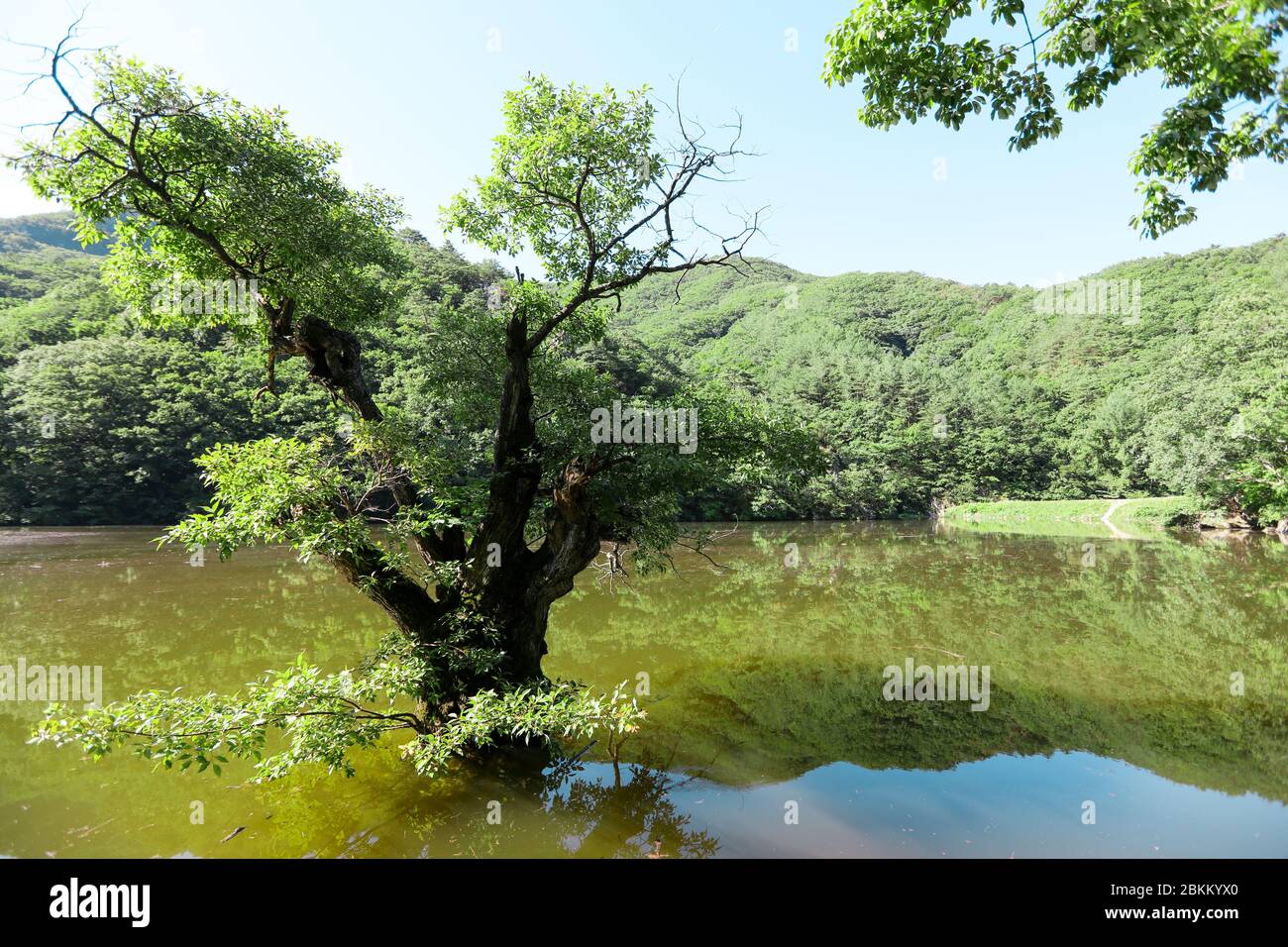 Riflessi di boschi su un bellissimo lago con grandi salici. Jusanji, Cheongsong, Gyeongsangbuk-do, Corea Foto Stock