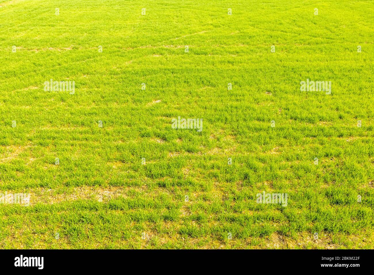 Campo di grano giovane, bella vista di grano verde con cielo blu in Punjab, India. Foto Stock