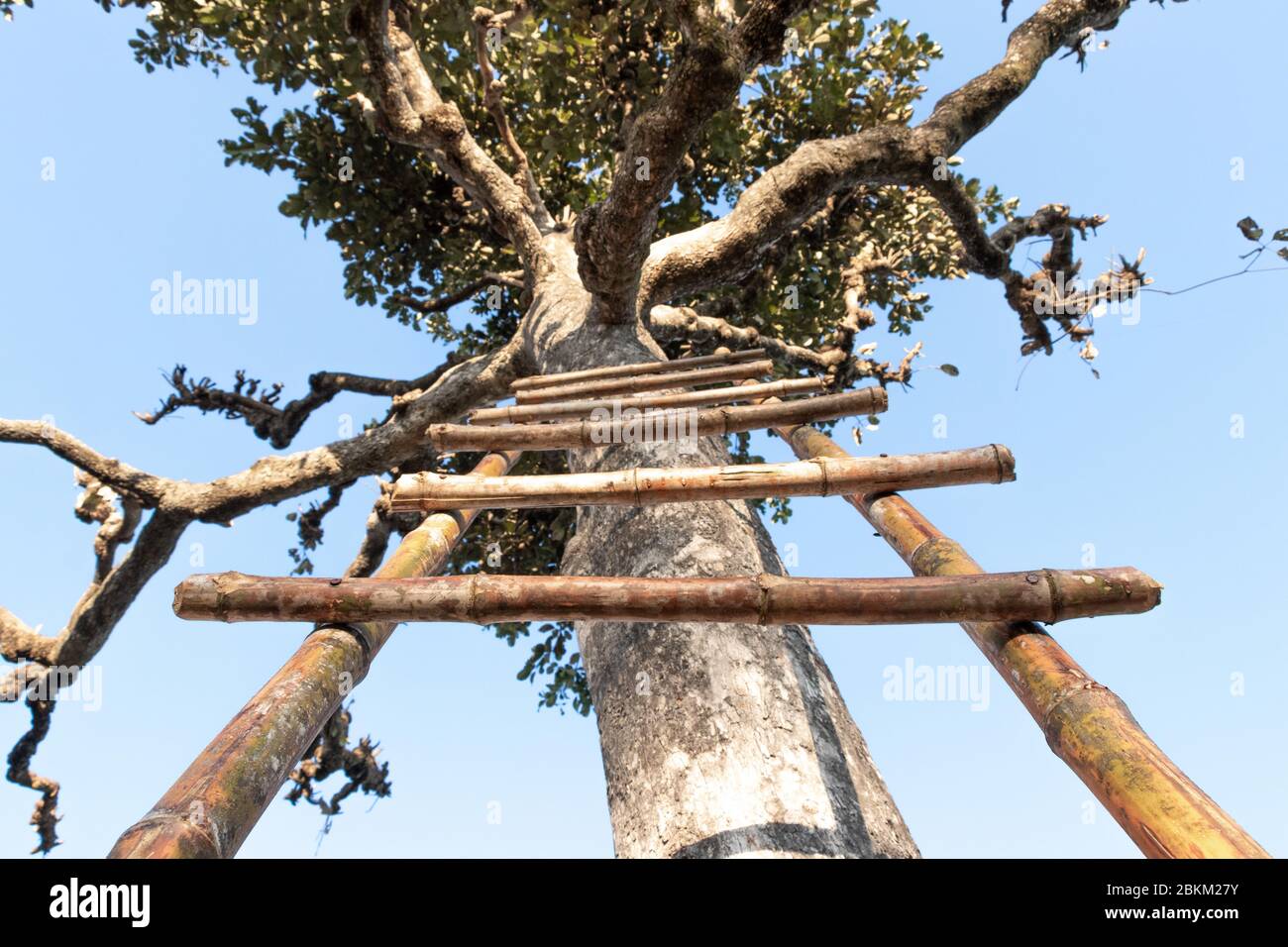Scale di bambù sull'albero, scale di legno che giacciono con tronco di albero sopra il cielo blu sullo sfondo. Foto Stock