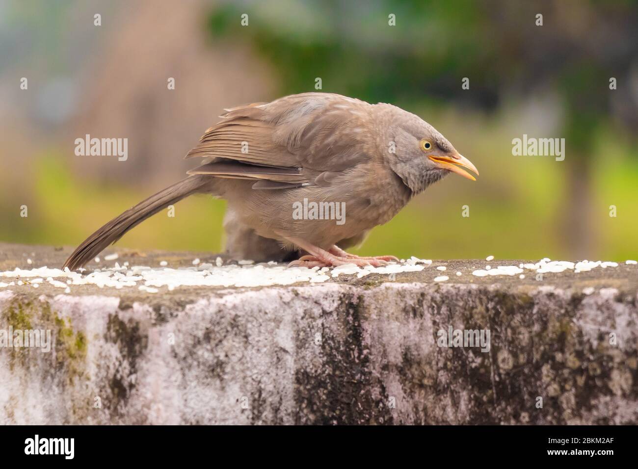 L'uccello del babbler della giungla che mangia il riso alimenta sul muro. Foto Stock