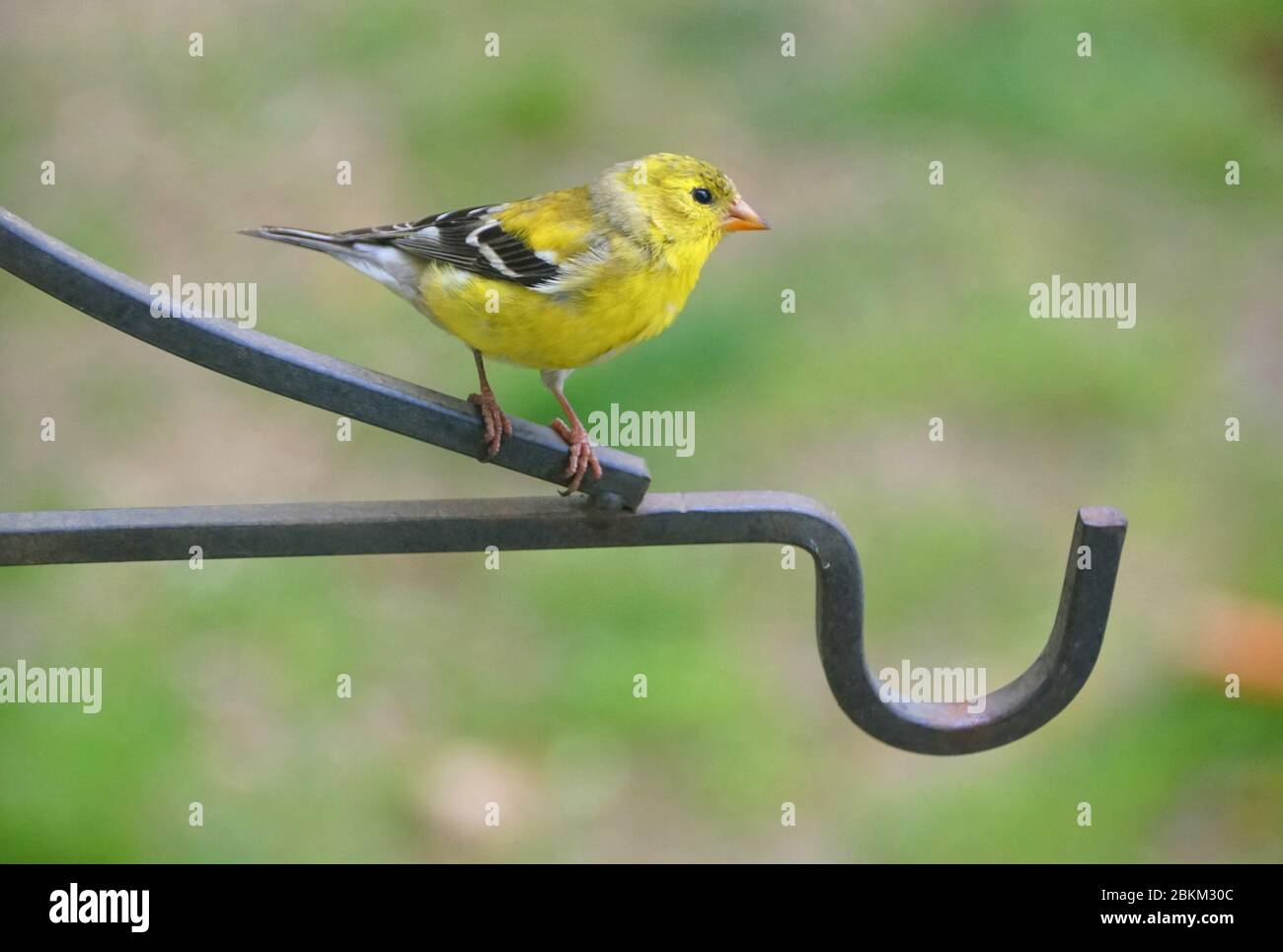 Un bel Goldfinch americano che si appollaiano sul palo di metallo Foto Stock