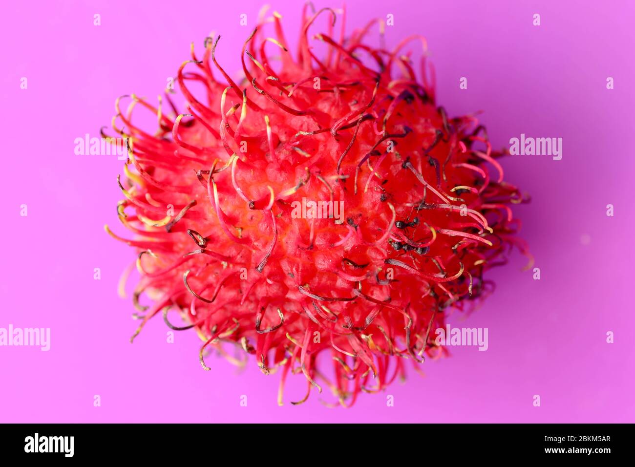 Primo piano di un singolo frutto del Rambutan su sfondo viola. Vista dall'alto di una singola frutta sana. Pronto a mangiare la dolce frutta di Bali. Frutta è ovale arrotondato singolo- Foto Stock