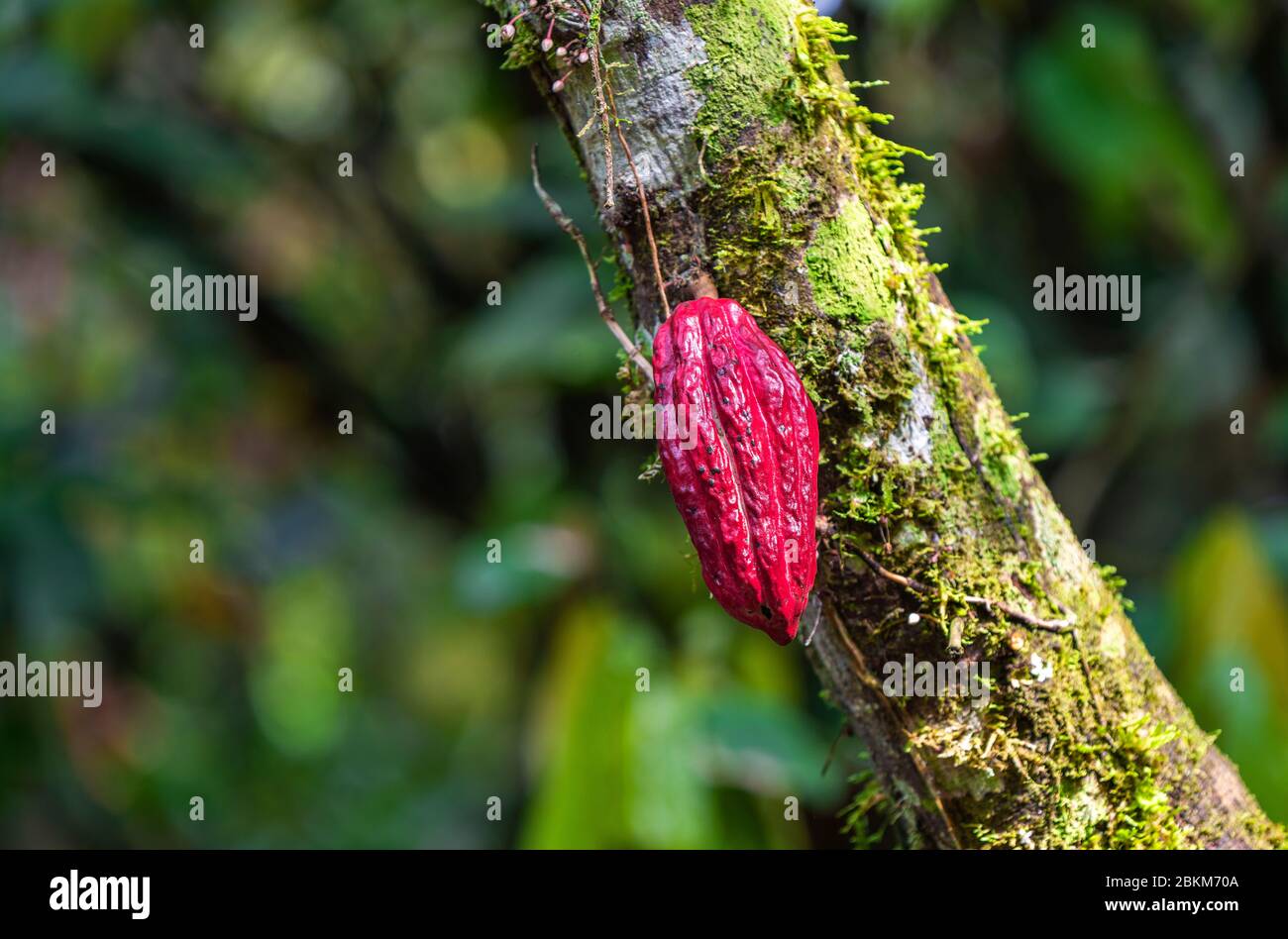 Frutti di cacao rossi maturi nella foresta pluviale amazzonica, regione del parco nazionale di Yasuni, Ecuador. Frutta affilata, ramo e sfondo non affilati. Foto Stock