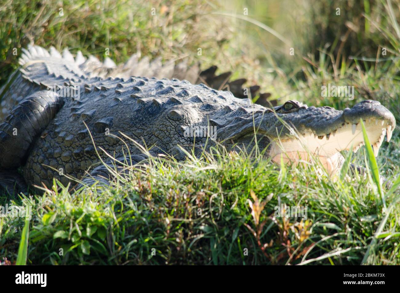 Coccodrilli o veri coccodrilli sono grandi rettili acquatici che vivono in tutta la tropica in africa, asia, americhe e australia, ordine Crocodilia, Foto Stock