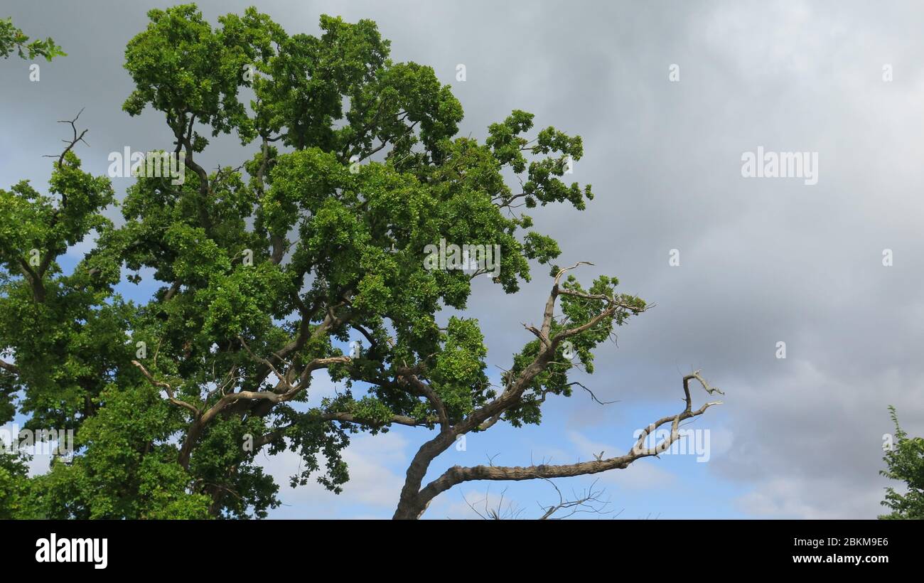 Due querce, una viva e una morta Foto Stock