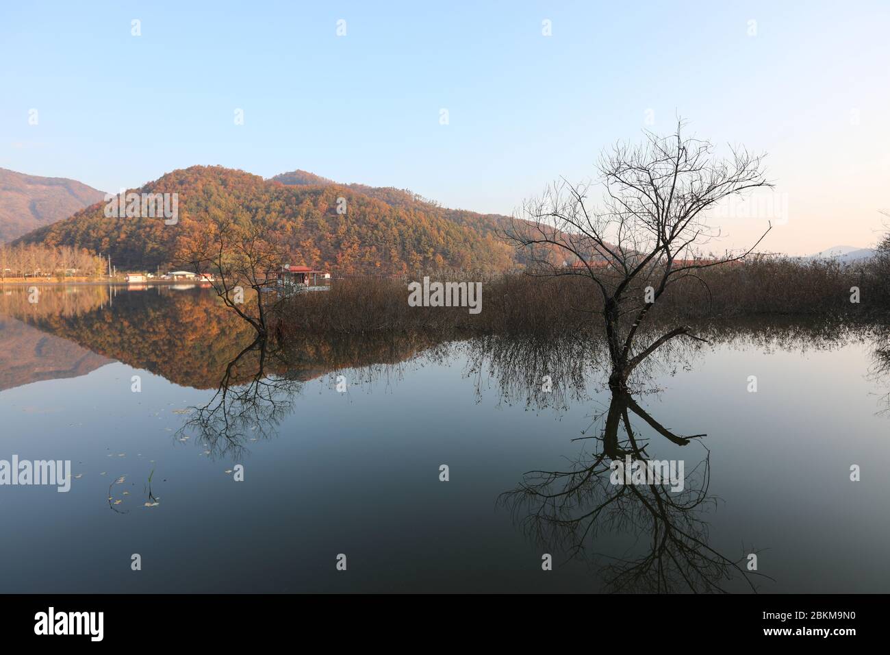 Mattina, bella riflessione di piante e alberi serbatoio. Mungwang, Chungbuk, Corea. Foto Stock
