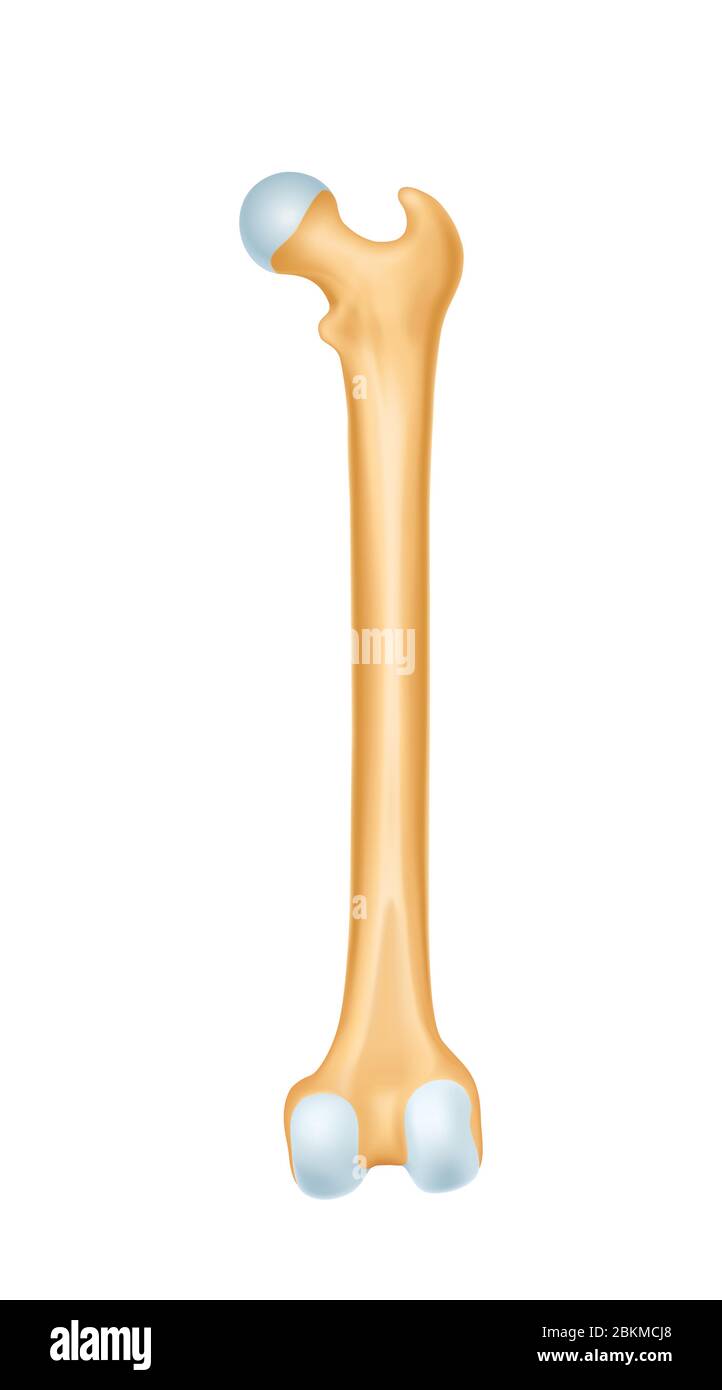 Anatomia del vettore cartilagineo osseo umano Illustrazione Vettoriale