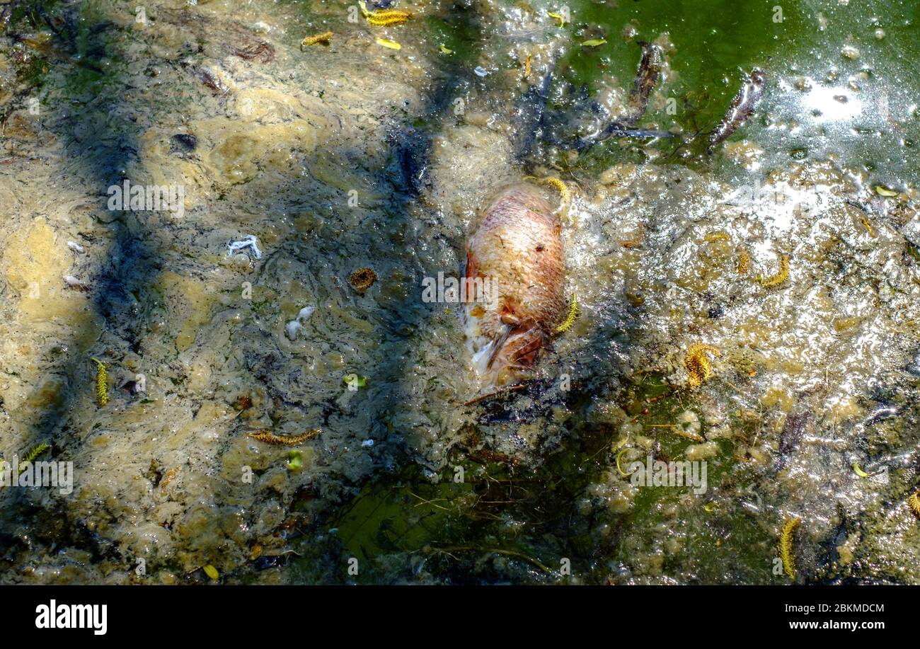 pesce morto in acqua inquinata Foto Stock