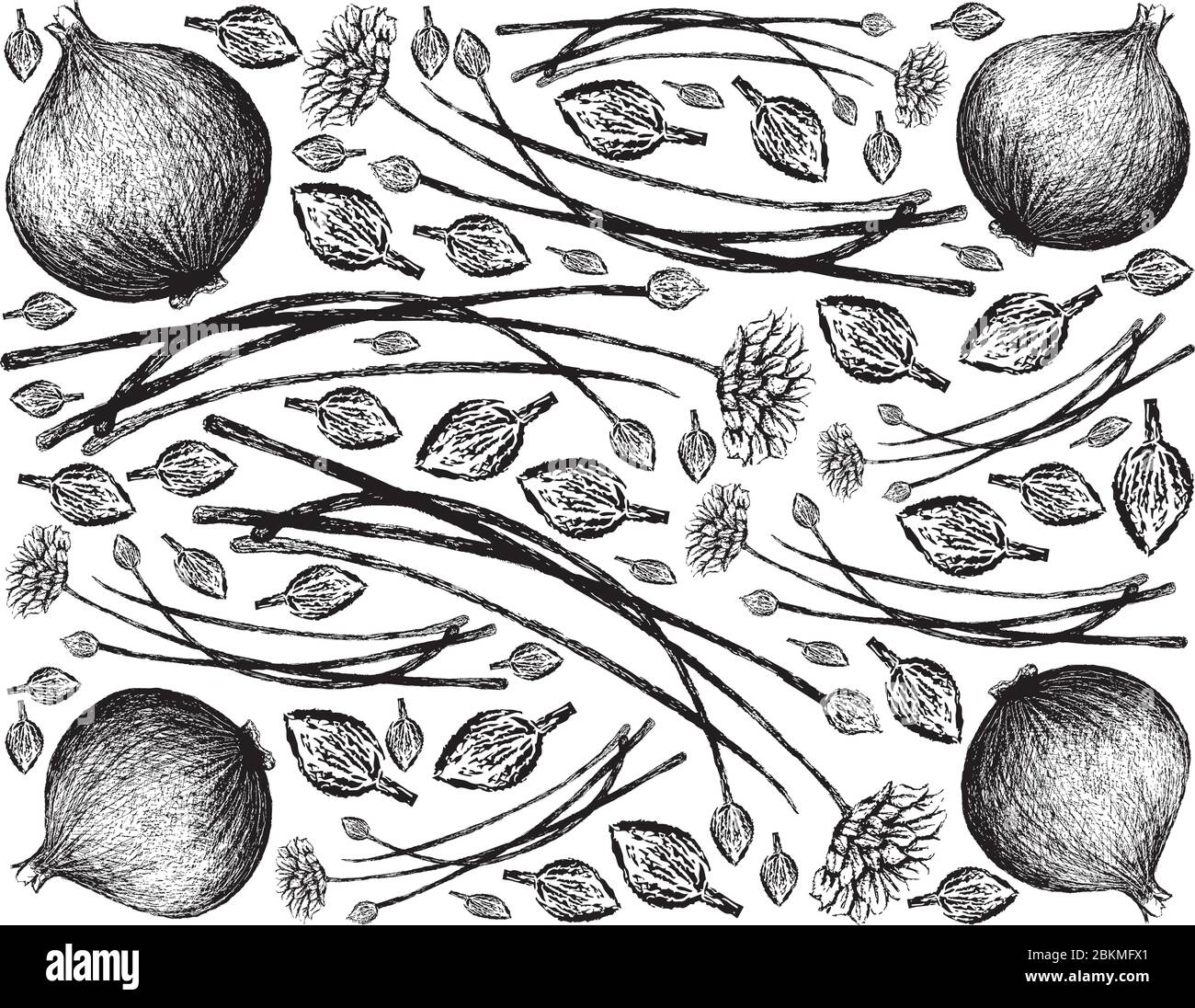 Piante di erbe, disegnata a mano illustrazione di chiodi di aglio fioriti o tuberosum dell'Allium con cipolla isolata su sfondo bianco Illustrazione Vettoriale