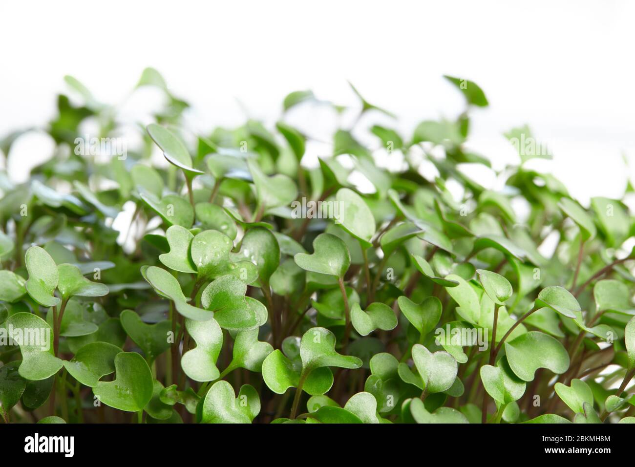 Micro verde fresco primo piano. Germogli di senape. Concetto di alimentazione sana. Foto Stock