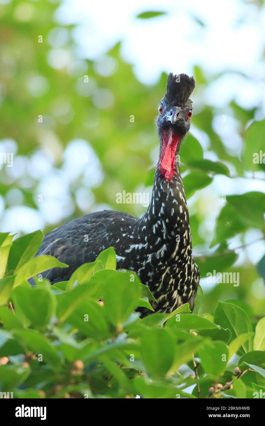 Guan crested (Penelope purpurascens) che alza le piume della testa. La foresta pluviale, la Selva Biological Station, Sarapiquí, Caribbean Slope, Costa Rica. Foto Stock