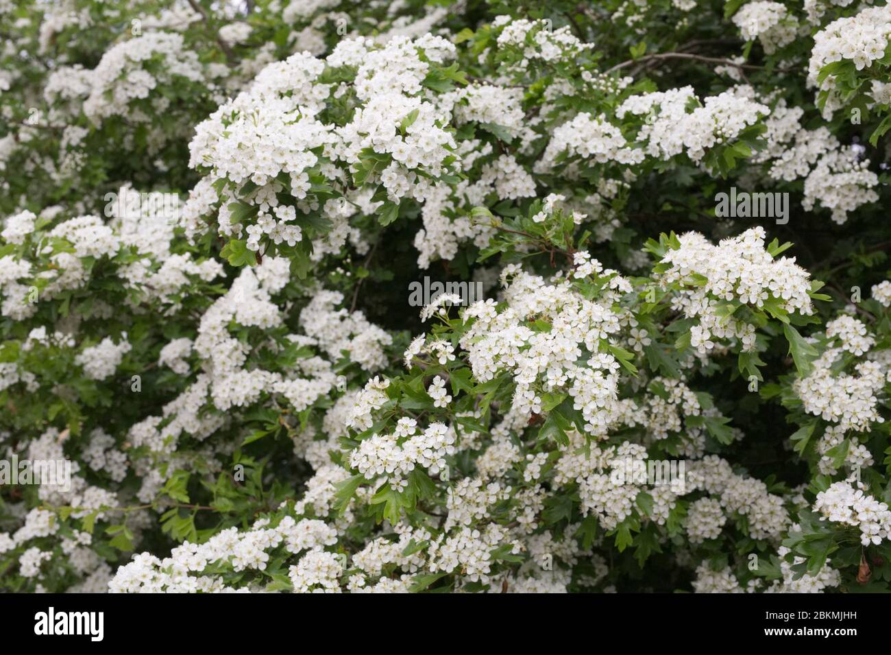 Crataegus monogyna blossom. Biancospino fiorisce in primavera. Foto Stock