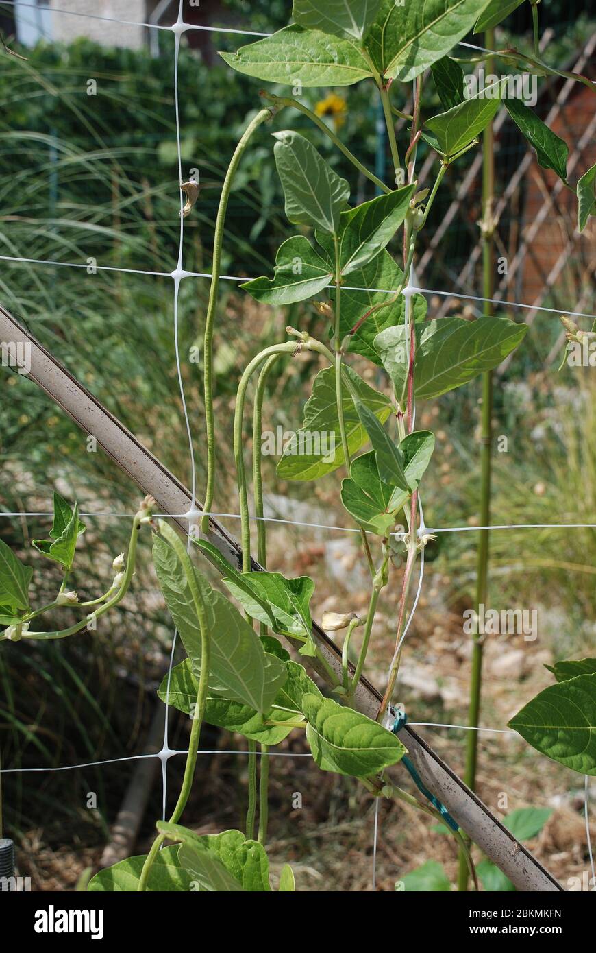 Vigna Unguiculata Sesquipedalis pods. Conosciuto anche come fagiolo di yardlong, bora, cowpea a lungo-podded, fagiolo di asparagi, fagiolo di piselli, fagiolo di serpente & fagiolo lungo cinese Foto Stock