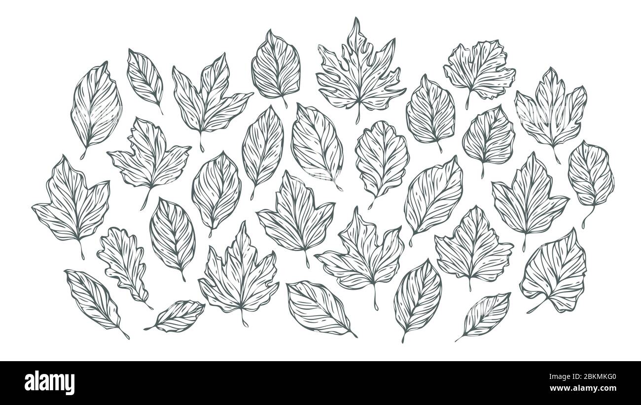 Schizzo delle foglie decorative. Illustrazione vettoriale disegnata a mano Illustrazione Vettoriale