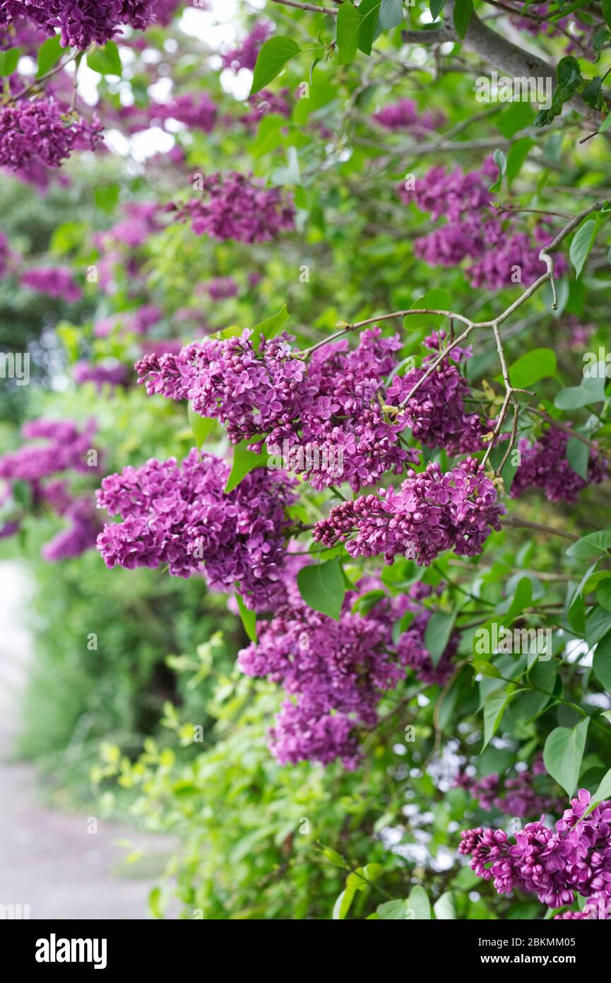 Syringa vulgaris in giardino. Fiori lilla. Foto Stock
