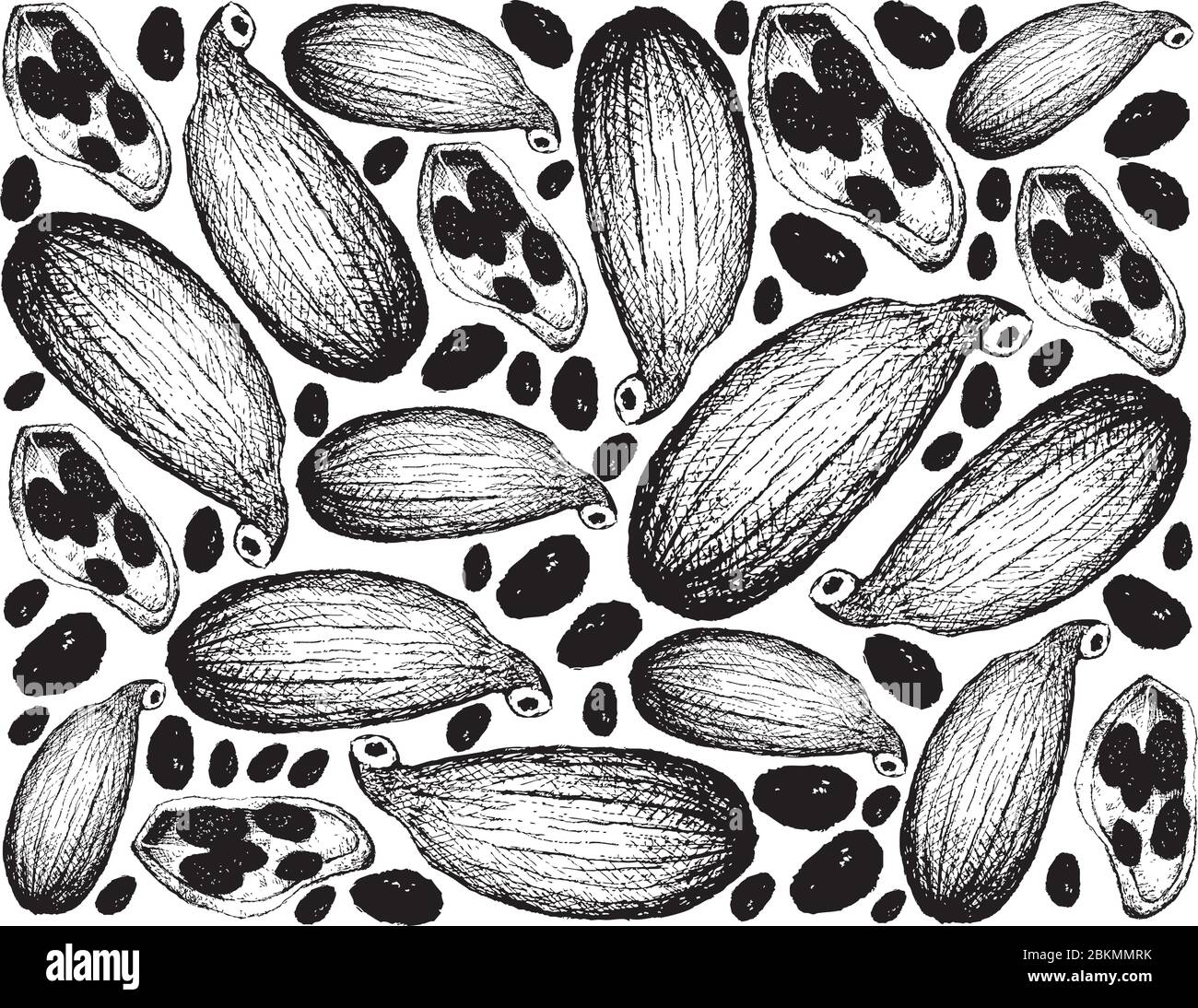 Piante di erbe, mano disegnata illustrazione sfondo di intero e metà di fresco Cardamom Pod verde usato per il condimento in cottura. Illustrazione Vettoriale