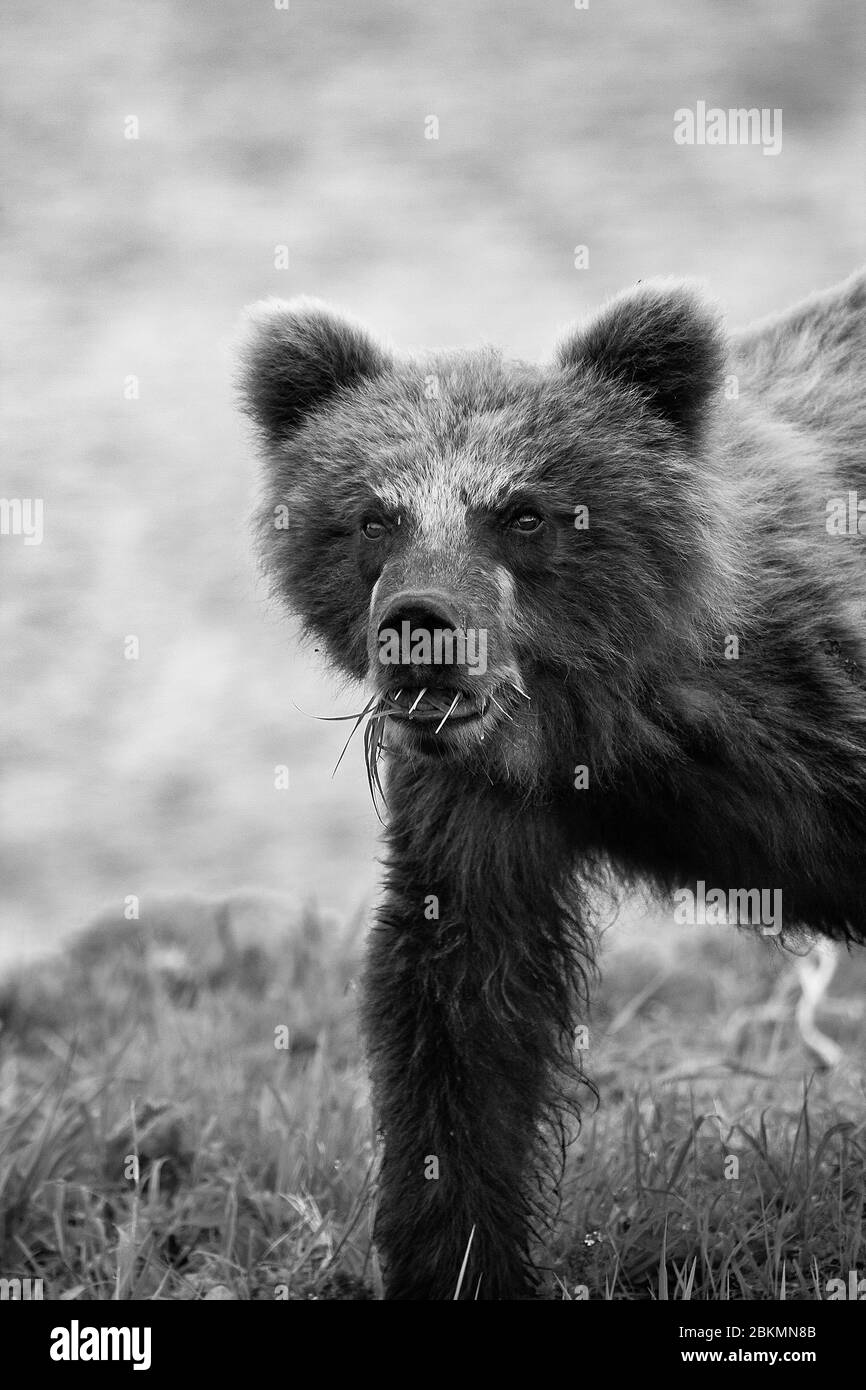 Cubetto abbandonato di orso bruno (Ursus arctos) nel lago di Kurile. Kamchatka. Siberia. Russia Foto Stock