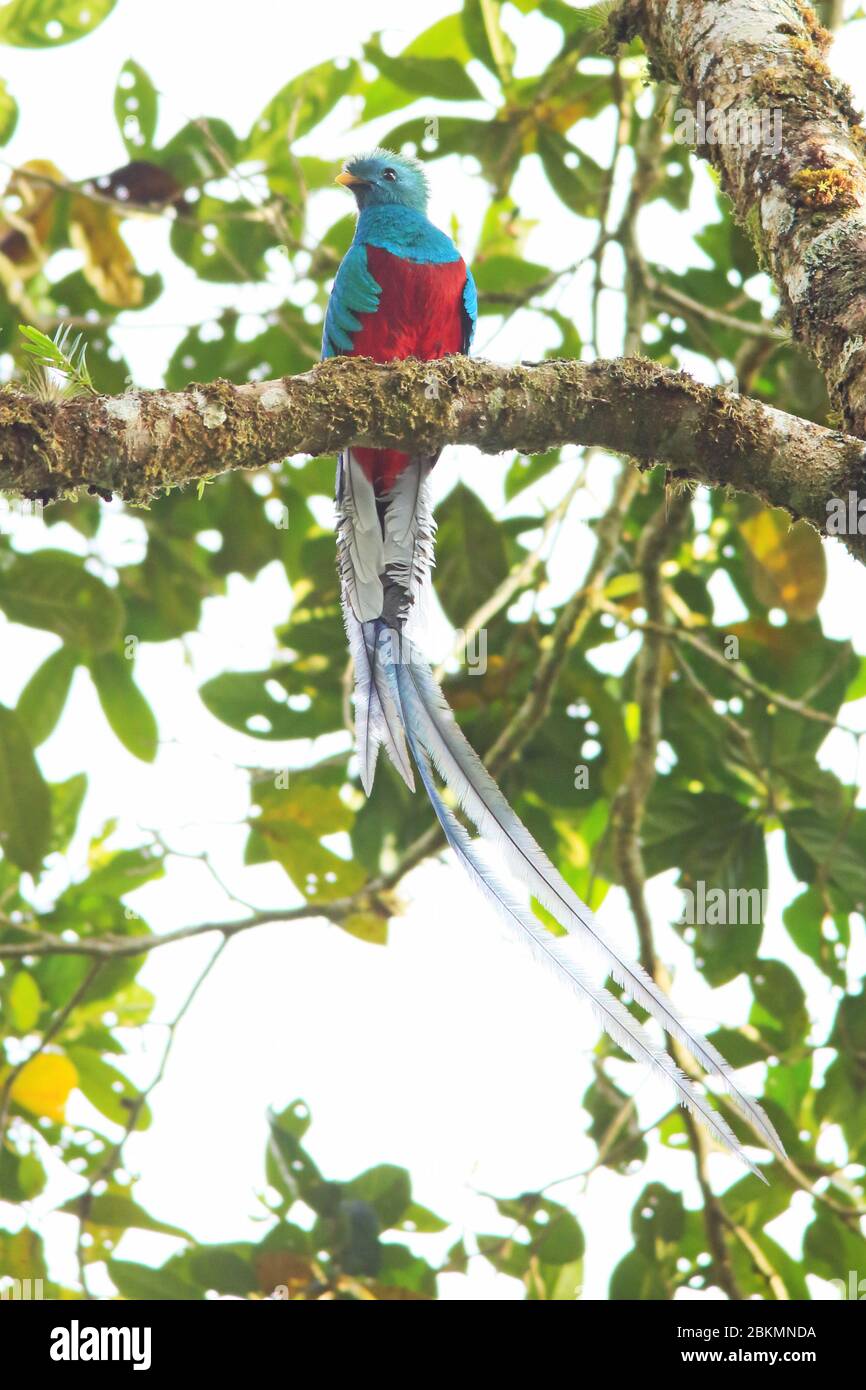 Maschio risplendente Quetzal (Pharomachrus mocinno) nella foresta nuvolosa, il Parco Nazionale la Amistad, Costa Rica. Foto Stock