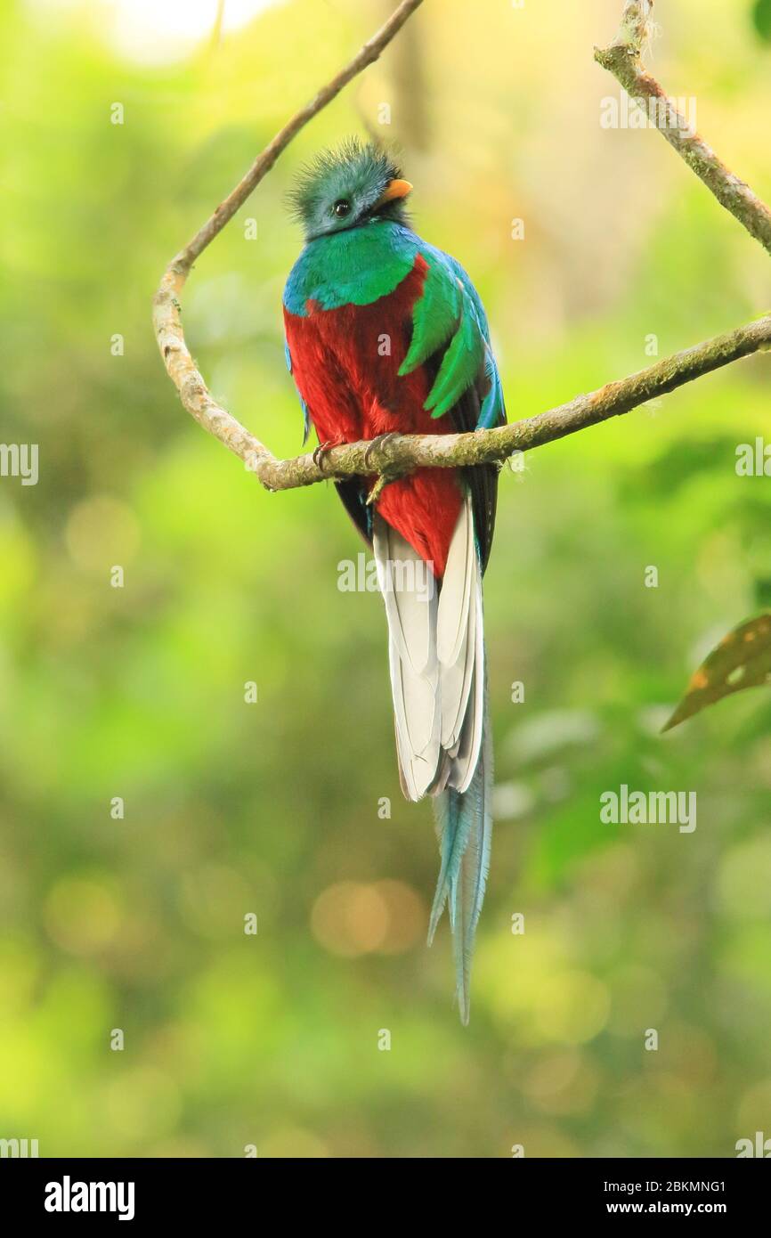 Giovane maschio riplendente Quetzal (Pharomachrus mocinno) nella foresta nuvolosa, il Parco Nazionale la Amistad, Costa Rica. Foto Stock