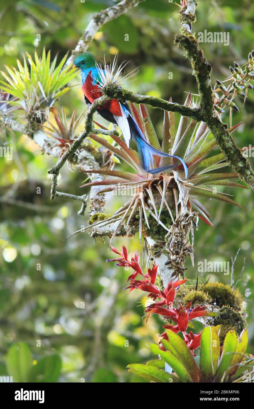Maschio risplendente Quetzal (Pharomachrus mocinno) e bromeliads nella foresta nuvolosa, il Parco Nazionale la Amistad, Costa Rica. Foto Stock