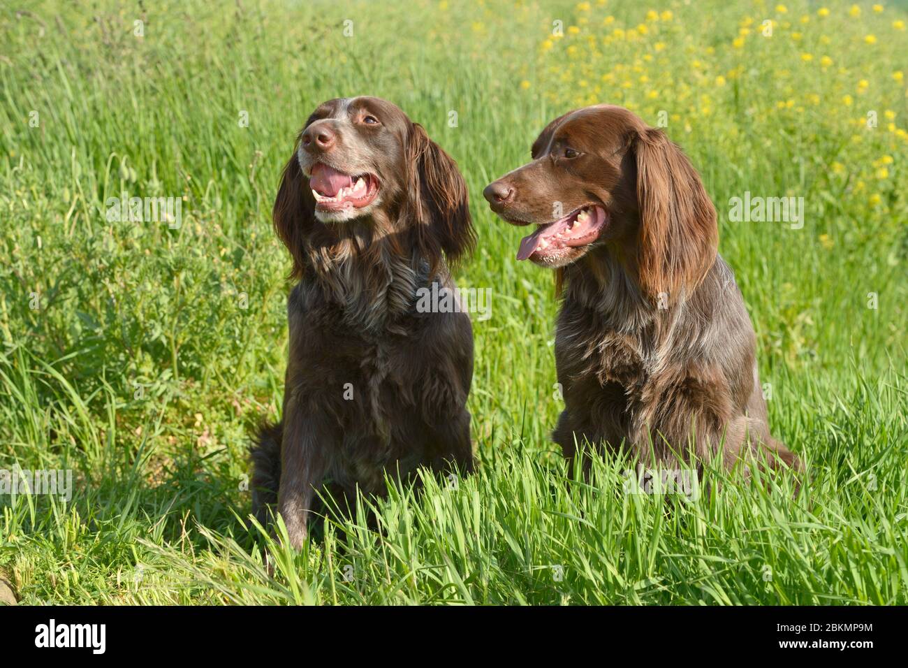 Due cani con lunghaired tedeschi, Deutsch-Langhaar Foto Stock
