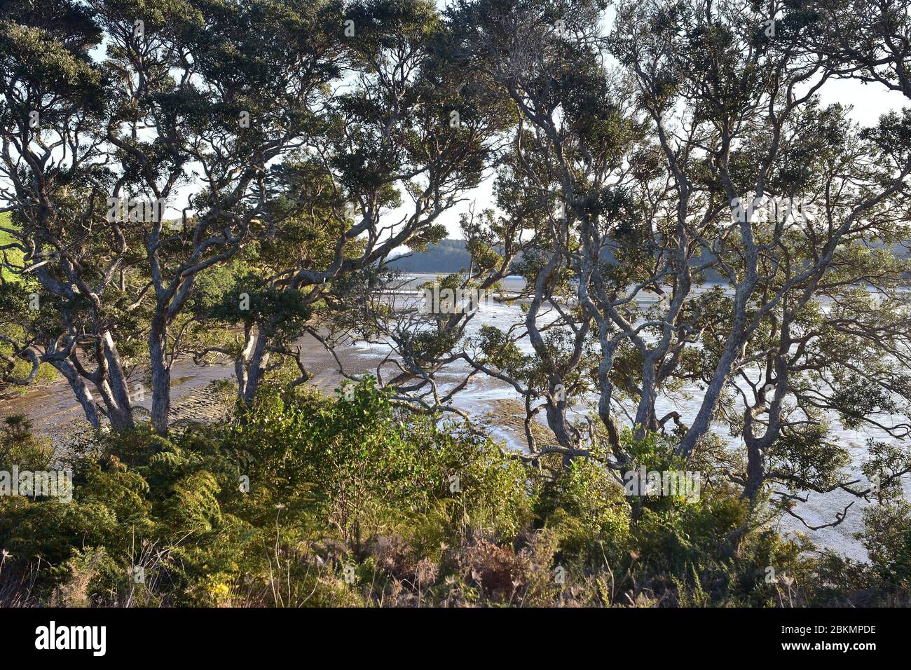 Fango pianure del fiume Okura a bassa marea dietro grandi alberi pohutukawa. Foto Stock
