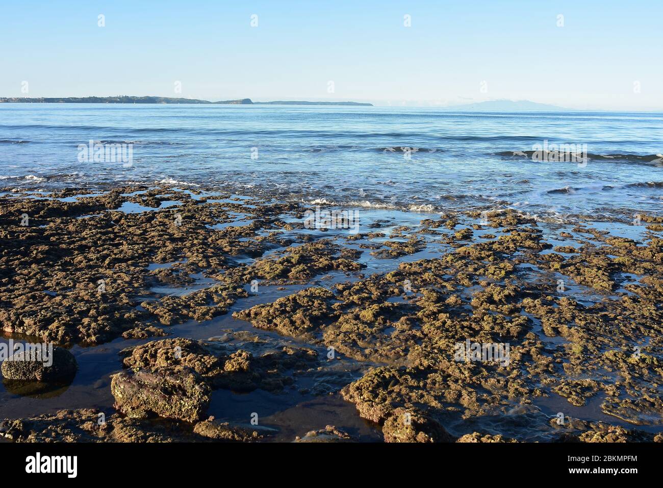Vista a basso angolo di rocce costiere pianeggianti coperte di piccole alghe brune con oceano calmo sullo sfondo. Foto Stock